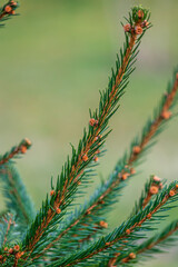 Background, abstraction of Christmas tree twigs with needles on a blurry