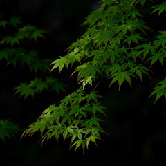 春71度の日の出