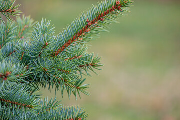 Background, abstraction of Christmas tree twigs with needles on a blurry