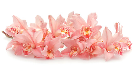 Phalaenopsis orchid flowers isolated on white  ,fresh pink orchids branch isolate on white background