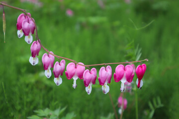 금낭화bleeding heart