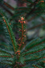 Background, abstraction of Christmas tree twigs with needles on a blurry