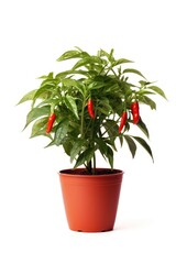 Chili plant pot vegetable leaf white background