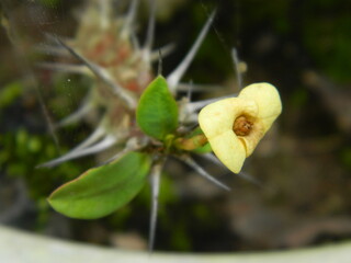 Macro photos of flowers from ornamental plants which are very beautiful and can be grown and maintained in the front garden or back garden of the house.