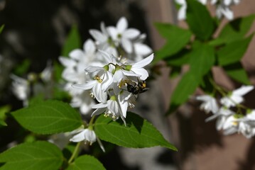 Slender deutzia flowers. Hydrangeaceae deciduous shrub A species endemic to Japan. Many white flowers bloom slightly downward in early summer.