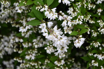 Slender deutzia flowers. Hydrangeaceae deciduous shrub A species endemic to Japan. Many white flowers bloom slightly downward in early summer.