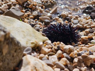 Sea urchin nestled among pebbles on a sunny beach shoreline.
