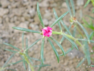 Macro photos of flowers from ornamental plants which are very beautiful and can be grown and maintained in the front garden or back garden of the house.