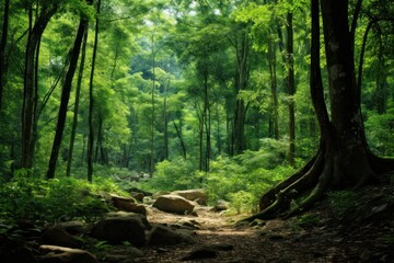 Obraz premium Forest in Thailand background vegetation wilderness landscape