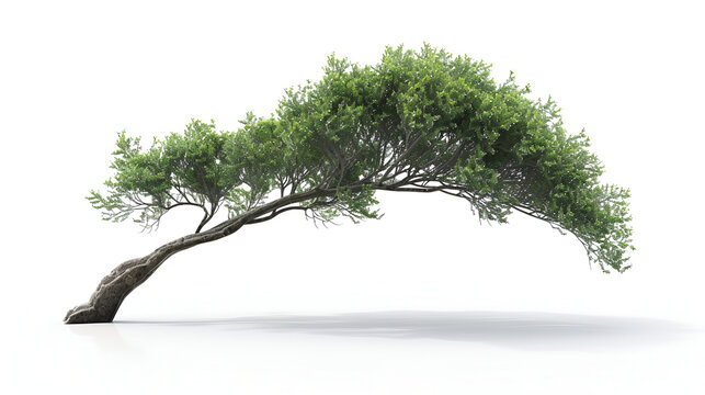 Enigmatic Old Trees Twists on a White or Clear Surface ,White isolated old temple juniper as bonsai tree
