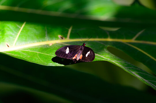 A pink cattleheart butterfly at a Botanical Gardens Exhibit in Grand Rapids, Michigan.