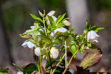 White Lenten Roses at a Botanical Gardens Exhibit in Grand Rapids, Michigan.