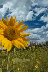 Obraz premium sunflower field with sky