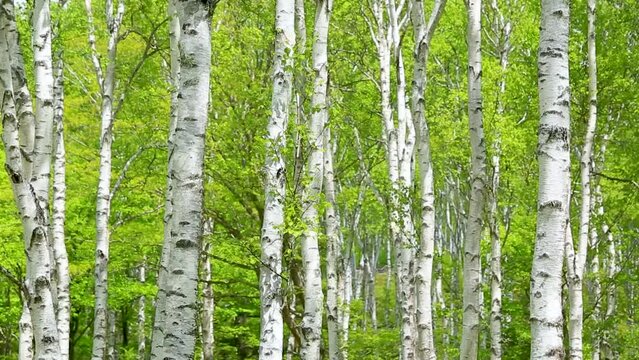 初夏の爽やかな風が吹く新緑の白樺林9