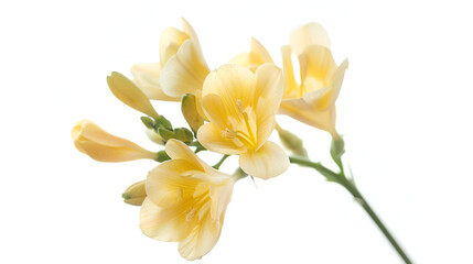 bouquet of fresh yellow daylilies isolated on white background ,fresh yellow daylilies isolated on white background