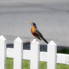 American Robin on white fence
