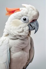 Portrait of a white parrot with a charming look