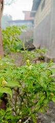 chili plant in a garden