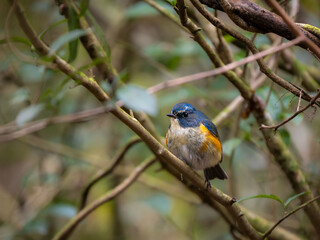Fototapeta premium 深い藪の奥でリラックスしている、水浴びの後で羽毛がしっとりしているルリビタキの雄