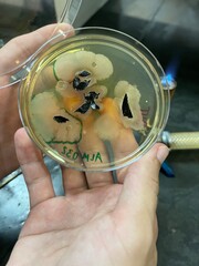 Hand holding petri dish with leaf bacteria growing during microbiology classes
