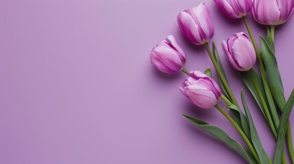 tulip flowers on lavender background with copy space for text
