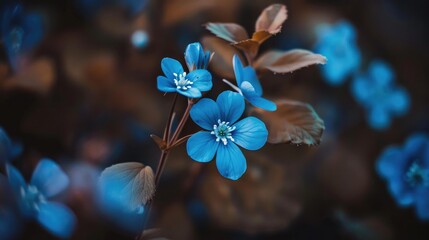 Macro shot of small blue flowers