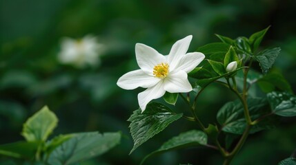 A lovely white flower and a green leaf being a flower