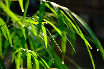 thyrsostachys is a genus of Chinese and Indonesian bamboo in the grass family. Type Thyrsostachys oliveri Gamble - edible bamboo. Natural bamboo green leaves wallpaper background. dew on leaves.