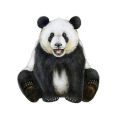 Panda watercolor illustration. Hand drawn vintage style cute asian bear. Cute sitting giant panda painted illustration. Ailuropoda melanoleuca China native wildlife animal. White background © anitapol