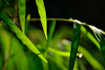 Thyrsostachys is a genus of Chinese and Indonesian bamboo in the grass family. Type Thyrsostachys...