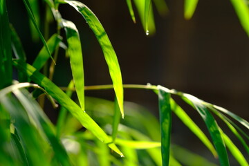 Thyrsostachys is a genus of Chinese and Indonesian bamboo in the grass family. Type Thyrsostachys oliveri Gamble - edible bamboo. Natural bamboo green leaves wallpaper background. Daun bambu kecil. 