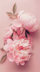 Peony pink beauty flower isolated background