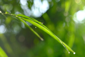 Thyrsostachys is a genus of Chinese and Indonesian bamboo in the grass family. Type Thyrsostachys...
