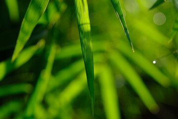 Thyrsostachys is a genus of Chinese and Indonesian bamboo in the grass family. Type Thyrsostachys...