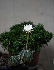 Echinopsis White Easter Lily