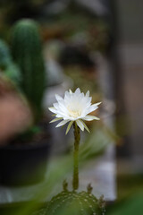 Echinopsis White Easter Lily