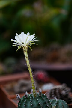 Echinopsis White Easter Lily
