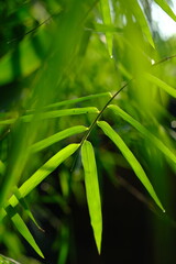 thriving bamboo leaves. Thyrsostachys is a genus of Chinese and Indochina bamboo in the grass family. This image is suitable to be used as wallpaper or background. daun bambu kecil. 
