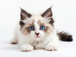 Obraz premium A cat on a white background