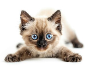 A cat on a white background