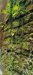 green moss on the stone