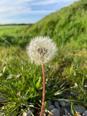 dandelion in the grass