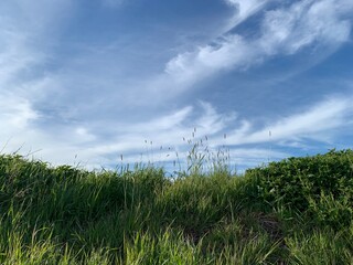 grass and clouds
