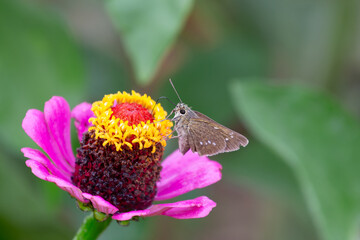 ジニアの花にセセリチョウ