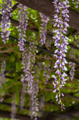 flowers on a branch