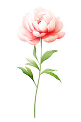 A single pink peony flower with stem and leaves on a white background in a watercolor style
