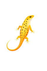 newt, spotted newt. cartoon drawing, water color style.
