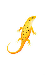 Obraz premium newt, spotted newt. cartoon drawing, water color style.