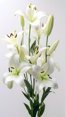 Obraz premium Elegant White Lilies: A Portrait of Grace and Beauty in Bloom