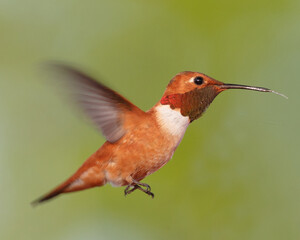 Rufous Hummingbird hovering.